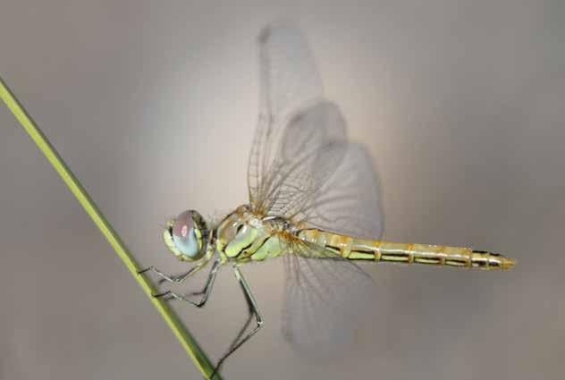 2 LENTOKENTÄN ITÄPUOLI Lentokentän itäpuolella havaittiin paikoittaisista lajeista keritytönkorentoa (Ischnura pumilio), isokeijukorentoa (Lestes dryas), punatytönkorentoa (Pyrrhosoma nymphula),