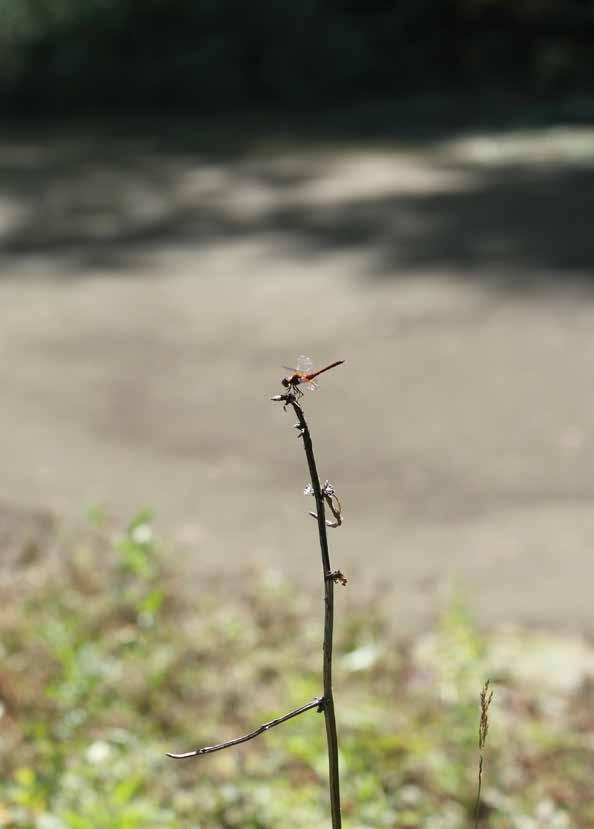 Elokorento (Sympetrum flaveolum) Krakanojan alemman virtavesien arvokkaan suojelukohteen lampareella, lähellä Krakanojan laskukohtaa Vantaanjokeen.