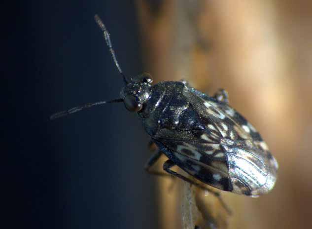 Leppäyökkösen (Acronicta alni) toukka Lentokentän itäpuolella.