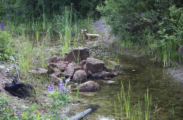 Näitä olivat kartoitusalueella tavatuista sudenkorentolajeista nykyään etelärannikolla tavallinen eteläntytönkorento (Coenagrion puella) ja vielä paikoittaisesti esiintyvä verikorento (Sympetum