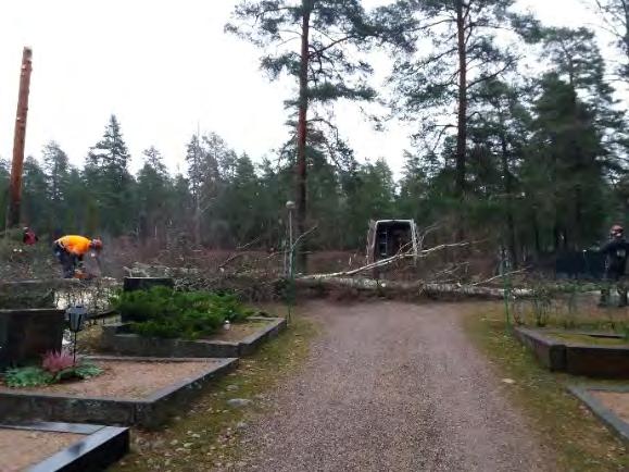 Paijalan hautausmaalla kaadettiin huonokuntoisia puita ja nurmetettiin käytäviä hulevesien hillitsemiseksi. 3.5.