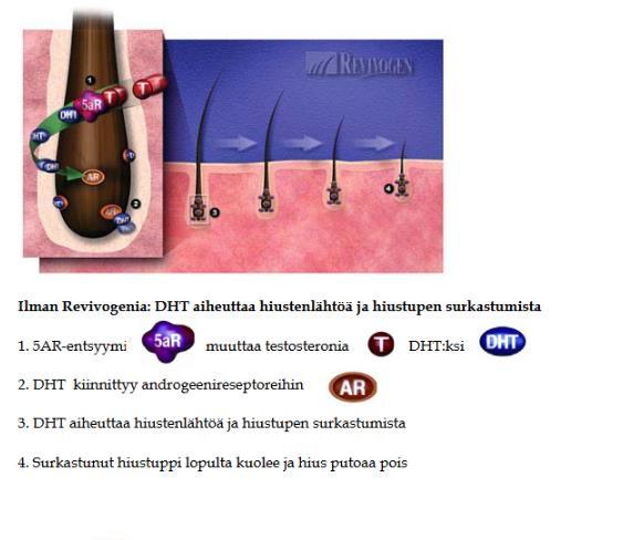 MIHIN TUOTTEEN VAIKUTUS PERUSTUU? Vaikutus perustuu neljään seikkaan: 1. Vaikuttavat aineosat on pakattu liposomeihin = imeytyvät hiustuppeen asti.