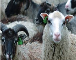 Lampaan ja vuohen kasvatusmaa 7/10 Lampaan ja vuohen kasvatusmaa seuraavien perusteiden mukaisesti: jos lammas ja vuohi teurastetaan > 6 kk ikäisenä, jäsenvaltio tai