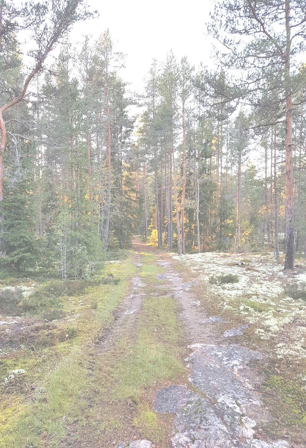Tervetuloa viettämään iloista iltapäivää Pyhärannan Ihoden Kirikalliolle (Kirikalliontie 10) sunnuntaina elokuun 11. päivä 2019 klo 13. Teemamme on "Suomalainen metsä".