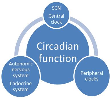 Peripheral rhythms in cells, organs and tissues Figure 3 Schematic of the central clock located in the SCN of the brain signals to the peripheral organs, which have their own peripheral clocks