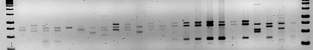 Preliminary results of S-genotyping 15 bp 1 bp 75 bp 5 bp 25 bp S 36b S 1 S 6 S 4 S 36b2 S 9 S 1 F K Éj Mk Me Du C7 Cs Úf S S 4 S 4 S