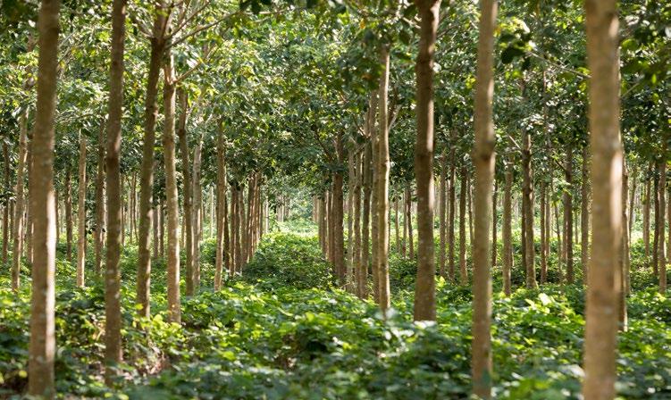 Tropical Asia Forest Fund HANKE Rahoitusta maatalouden tukemiseen Helmikuussa 2018 Finnfund myönsi 12 miljoonan Yhdysvaltain dollarin lainan nigerialaiselle Access Bankille.