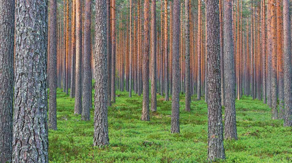 AINUTLAATUINEN BIOTALOUDEN EKOSYSTEEMI Puun merkitys maailmassa kasvaa jatkuvasti.