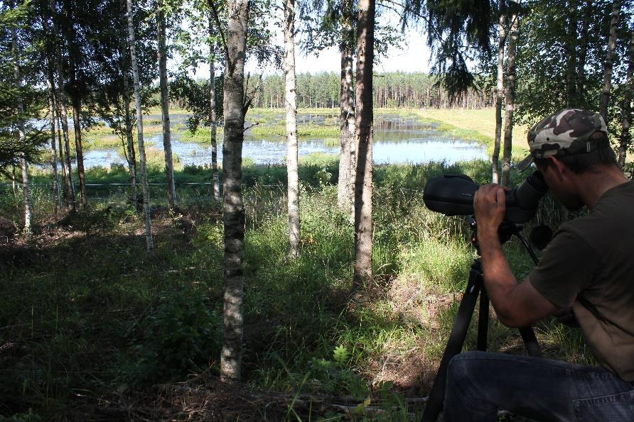 Vesilintulaskennat Päätavoitteena on seurata pesimäkantojen ja lisääntymistuloksen