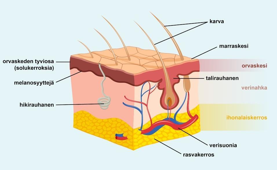 4 Kuva 1. Ihon rakenne (Ihon rakenne n.d.