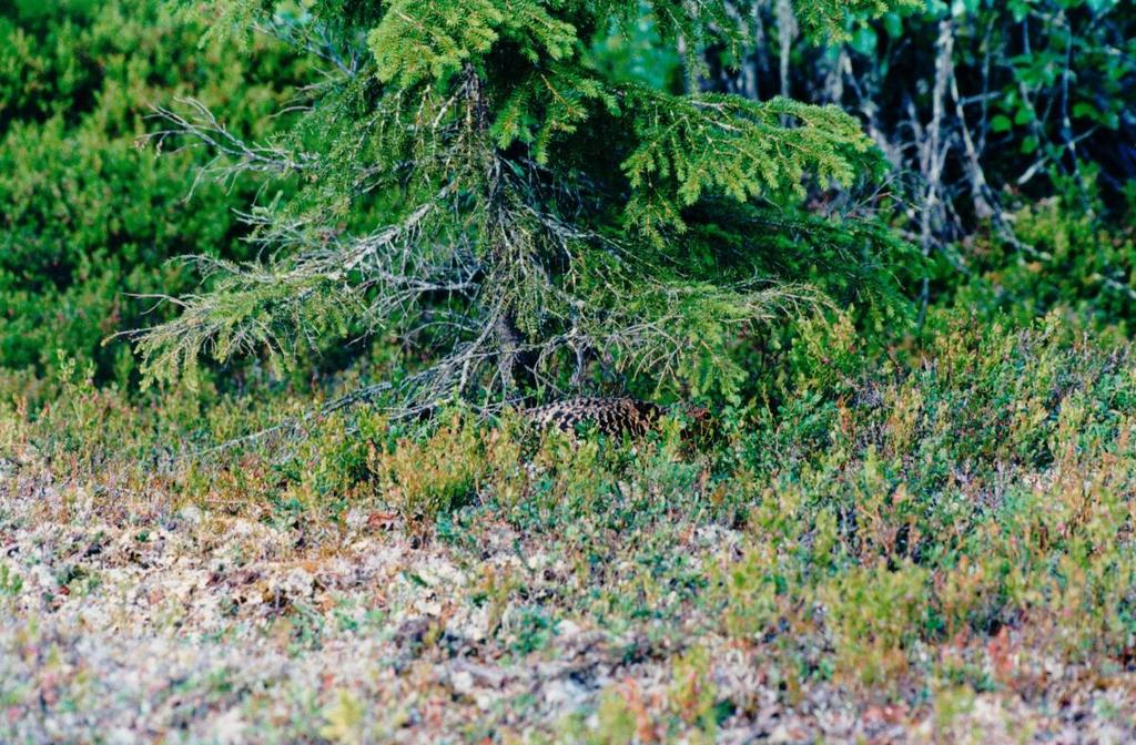 Pesien etsintä ja suojaus Pesien etsintä on tehtävä siten, että linnun pesintää ei häiritä Metsästyslaki 37 : Rauhoitusaikana riistaeläintä ei saa metsästää tai vahingoittaa eikä soidinta, pesintää