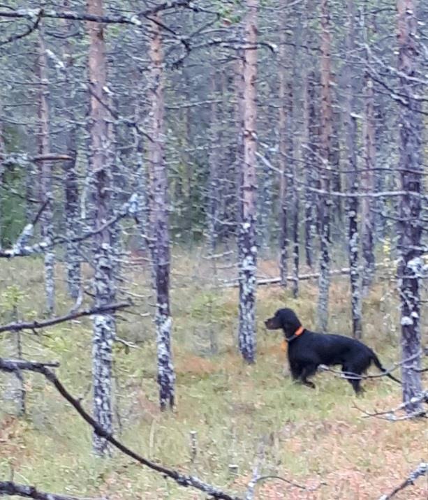 Norjalaiset ovat pesintätutkimuksissa käyttäneet seisovia koiria metson pesien etsintää.