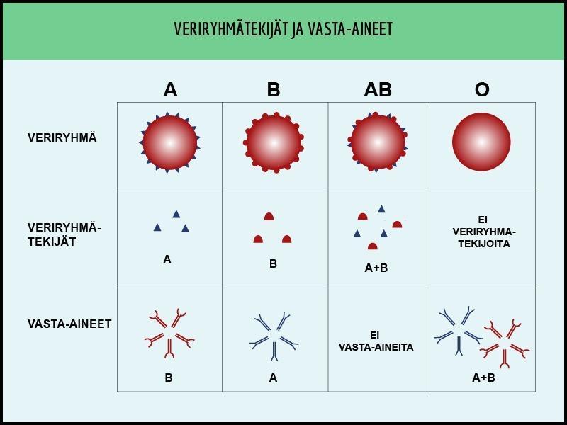 ABO-veriryhmäjärjestelmä Henkilön ABO-veriryhmä määräytyy sen mukaan, mitä antigeeneja on punasolun pinnalla (esim.