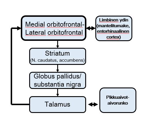 Cingulumin etuosasta lähtevä piiri: Motivaatio 5.