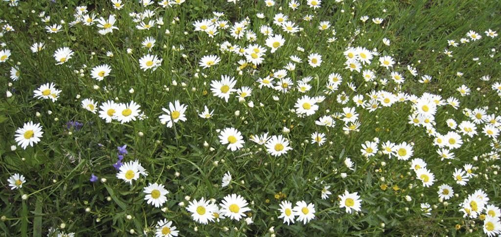 Vastaanottaja Kalajoen kaupunki Asiakirjatyyppi Natura-arviointi Päivämäärä 8.