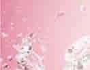 161572 30,40 (38,-) Clear / White RIPSILIIMA
