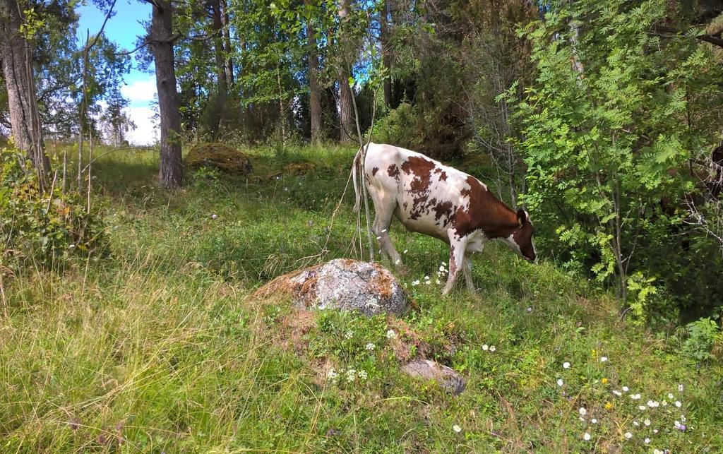 Valvonnassa ongelmana luonnonlaidun lohkojen / pysyvien