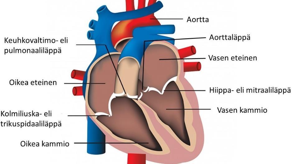 7 2 Teoreettinen viitekehys Sydän Sydän on n. 300g painava ontto lihas. Se sijaitsee rintalastan takana, kolmasosa sydämestä on keskiviivan oikealla puolella.