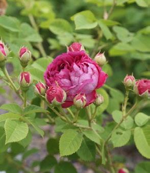 Historiallisia ruusuja Etualalla jo 1700-luvulla tunnettu kesädamaskonruusu Blush Damask, jota on löydetty eri puolilta Etelä-Suomea vanhoista istutuksista.