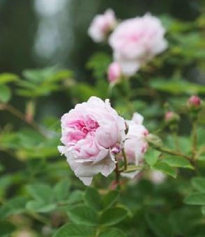 Tämän jutun ruusut on kuvattu Meilahden rosariumissa Helsingissä juhannuksena 2016, jolloin komeimmassa kukassa olivat juhannusruusun lähisukulaiset ja harisoninruusut.