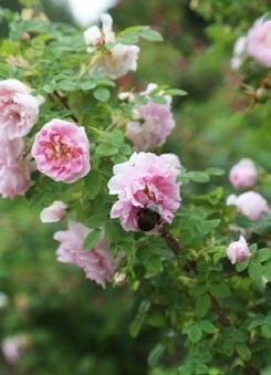Talvenkestävyys riippuu pitkälti ruusun geeneistä, mutta talvehtimista voi helpottaa monin tavoin.