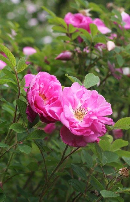 Oulujoen taimistolla omajuurisia, Pohjolan oloihin sopeutuneita pensasruusuja viljelevän Matti Kuljun mukaan lappilaiset istuttavat köynnökseksi onnenruusua (Rosa Onni ).