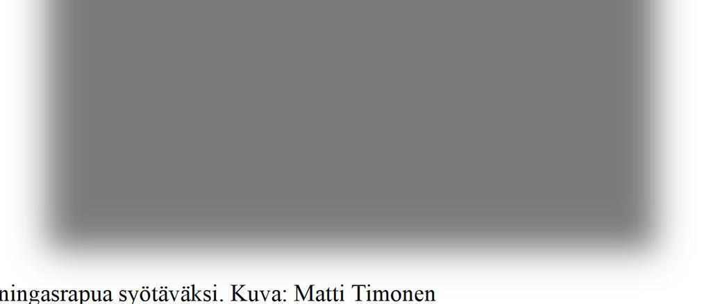 Kuningasrapua syötäväksi.