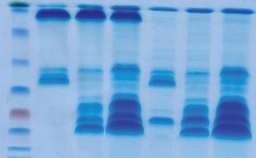 () GSTpull down nlysis of GSK2GRF4 interction. () Coomssie lue stining of proteins used for pull down nlysis in ().