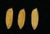 5 mm ZH11 BBB Go3 NILGL2 Go3 NILGL2 Grin length (mm) 12 9