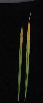 () Seeds were soked in wter for two dys t 37 o C. () Lef morphology of BBB nd NILGL2.