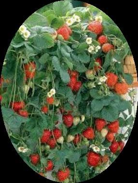 18 Amppelimansikka Hinta alkaen 5 e Amppelimansikkaa kannattaa kastella säännöllisesti, jotta mansikoista tulee meheviä ja makeita.