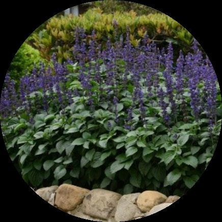 Näyttävä kasvi Salvia Big Blue Hinta alkaen 5 e Uutuus kasvi, suurikokoinen, upea ryhmässä.