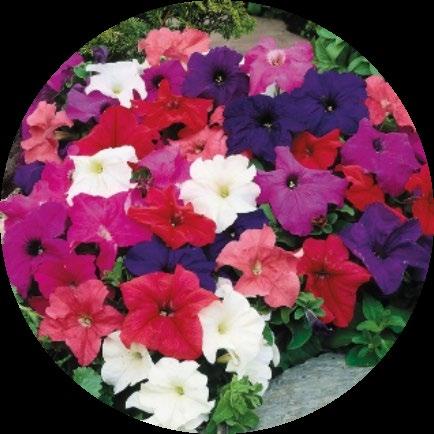 5 Petunia grandiflora mix Hinta 3e Perinteinen matala petunia käy moneen, astioihin, penkkeihin, lannoitus säännöllisesti kastelu lannoituksella 1-2 krt vk.