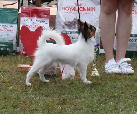 Papillon Urospennut (3) 5-7kk 1kp rop-pentu BIS-2 Parovskin Kheops om. Anita Marttila & Saara & Esa Hartikka 2kp Cee's A Sunday Smile om.