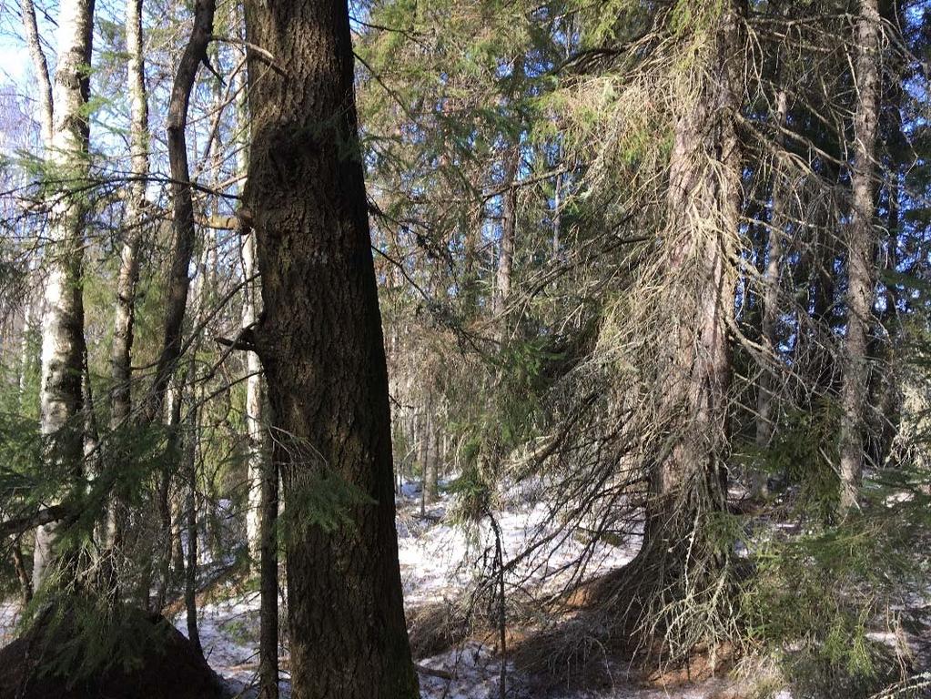 4 Kuva 4. Liito oravan pesäpuu selvitysalueen pohjoisosassa. Liito oravan jätöksiä löytyi erityisesti kuvion reuna alueilta, järeiden kuusten tyveltä.