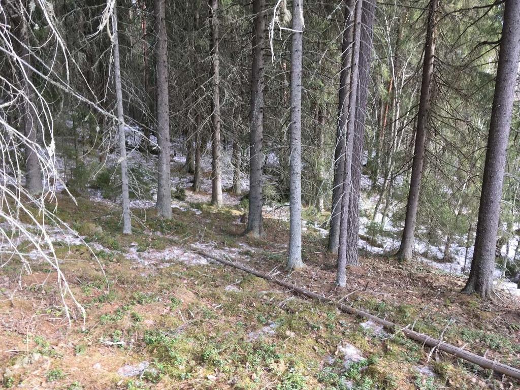 5 Selvitysalue sijaitsee maastoharjanteella, ja metsässä on maastonmuodoltaan vaihtelevia ja ympäröiville alueille viettäviä rinnealueita.