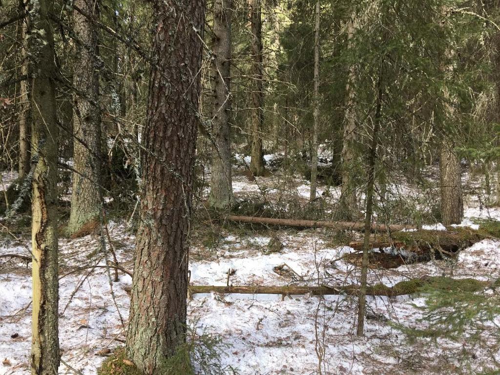 Paikoin, erityisesti kuvion reuna alueilla, puustossa on runsaasti vaihtelevuutta, ja esimerkiksi puusto koostuu eri ikäisistä puista. Alueella on muutamia keloja.