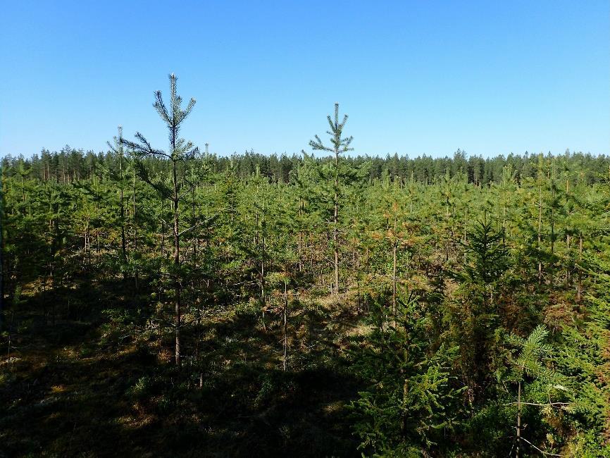 Mäntytaimikkoa sahan kaakkoispuolella