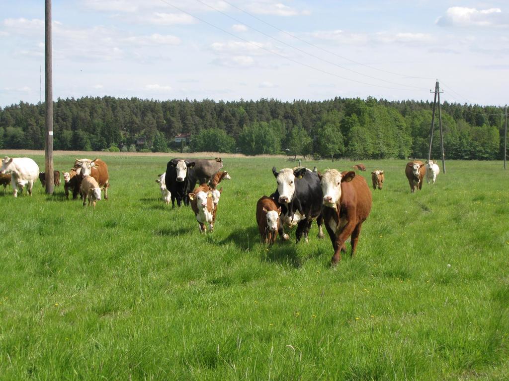 Luonnonlaitumia merenrantaniityillä ~150 ha, jokirannoilla ~50ha