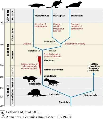 Imetyksen evoluutio Rintarauhasen ajatellaan kehittyneen ihon apokriinisestä rauhasesta Esinisäkäsvaiheessa erite kosteutti ja suojasi mikrobeilta (lysotsyymit, Fe-sitovat proteiinit) ohutkuorisia