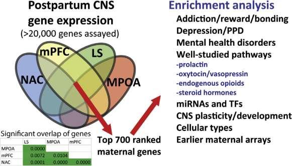 Käyttäytymisen säätely synnytyksen jälkeen Äitikäyttäytymisessä ekspressoituvat geenit ovat monet samoja kuin käyttäytymissairauksissa vaikuttavat geenit: riippuvuudet (huom: jälkeläisen onnistuttava