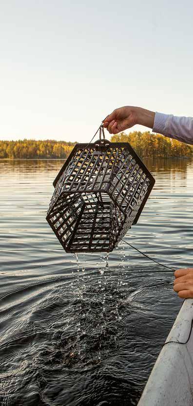 RAPUTALOUS Jokiravulla ja alkuperältään pohjoisamerikkalaisella täpläravulla on suuri merkitys sekä arvo Suomen sisävesien kalataloudessa.