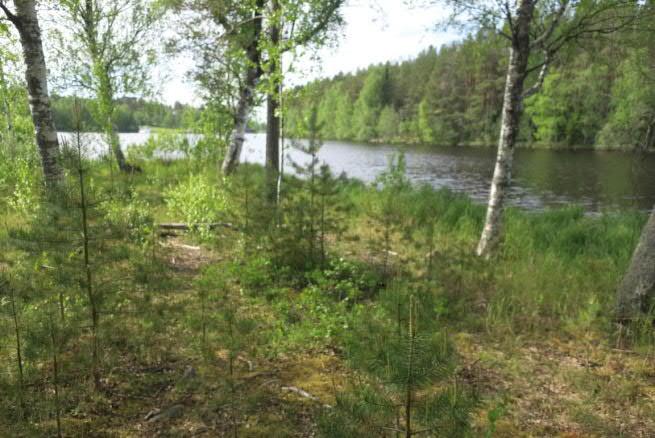 puskittunut alue, ja saaren reunamia kiertää lehti- ja sekapuuvaltainen vyöhyke.