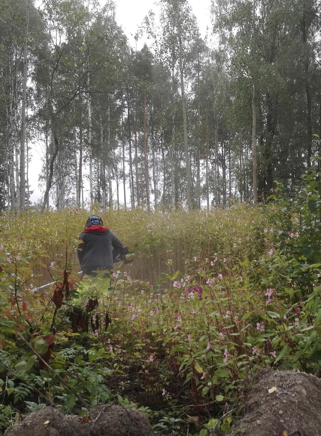 27 Vieraslajien torjunta LIFE-hankkeen avulla VieKas LIFE (218 223) on haitallisten vieraslajien kartoitukseen, torjuntaan ja tietoisuuden levittämiseen keskittyvä hanke, jossa koordinoijana toimii