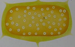 säilyvät mullassa Juurisoluissa limakot kehittyvät lepoitiöiksi, jotka