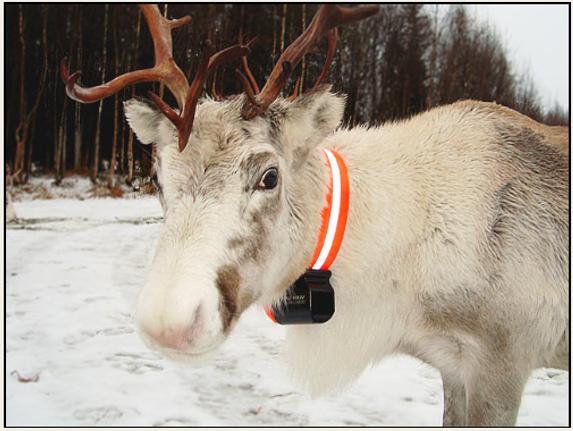 50 jälkiä, nopeuksia ja matkatietoja. Maastokartat latautuvat automaattisesti puhelimen maastonavigaattoriin ja niitä saa eri mittakaavoissa.