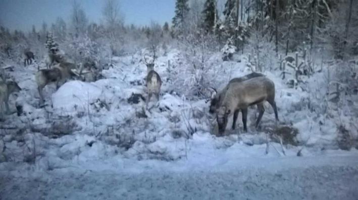 73 Kuvio 38. Poroja Leipiö II -puistossa talvella 2015 (Hirsivaara) 8.4 