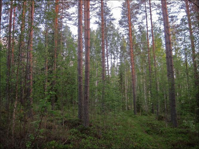 Tulokset Pitkärannan tila Selvitysalue rajautuu itäreunastaan laajahkoon hakkuuaukkoon ja pienempi hakkuuaukko on myös talon pohjoispuolella.