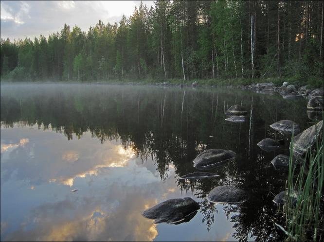 Harmaasieppo Kirjosieppo Peippo Vihervarpunen Kuva 4: