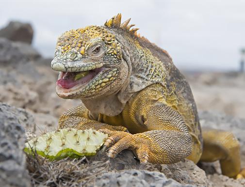saarella. Aamulla rantaudumme Darwin Bayn hiekkarannalle ja tutustumme muun muassa poikkeavaan endeemiseen kaktuslajiin ja niillä pomppiviin isokaktussirkkuihin.